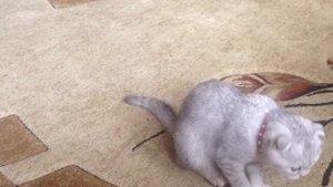 Дрессировка котенка❤️ как научить кошку команде сидеть?