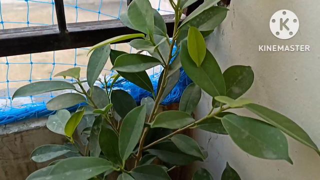 Complete care of ficus Plant@gardeningwithgeetkumar