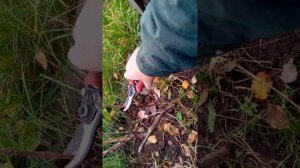 Обрезка однолетнего винограда. Нижегородская область. Подскажите, правильно?