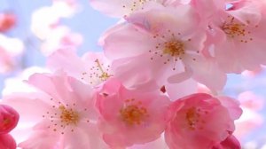 Туми Бхаджа Ре Мана   Tumi Bhaja Re Mana