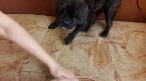 Французский бульдог Ася злюка!