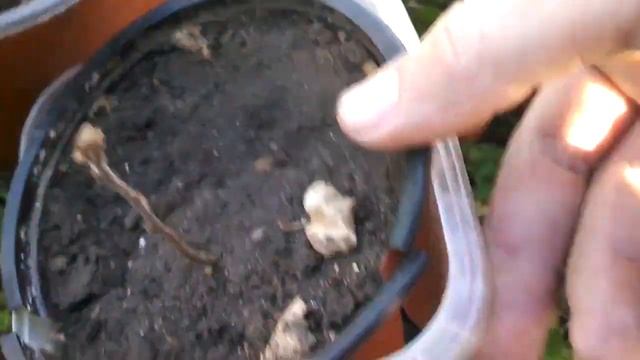 Берёза из семян #10: возраст 1 год смотреть онлайн