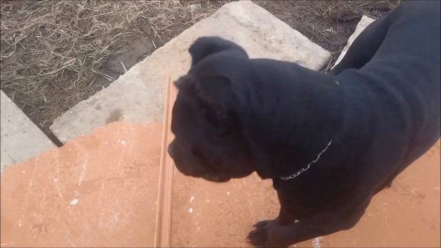 Будка для собаки с подогревом смотреть онлайн