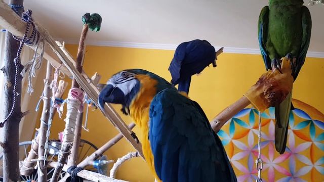 Утро попугаев.Выходной. Попугаи, попугай Ара,какаду,Гиацинтовый Ара. Домашние животные, питомцы. смотреть онлайн