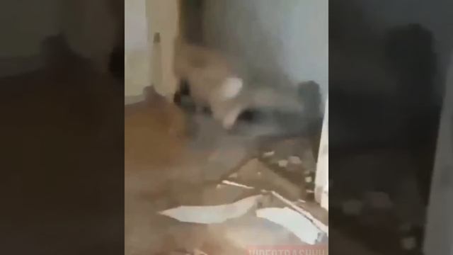 Слабоумие и Отвага.