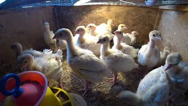 Подстилка для индюшат смотреть онлайн