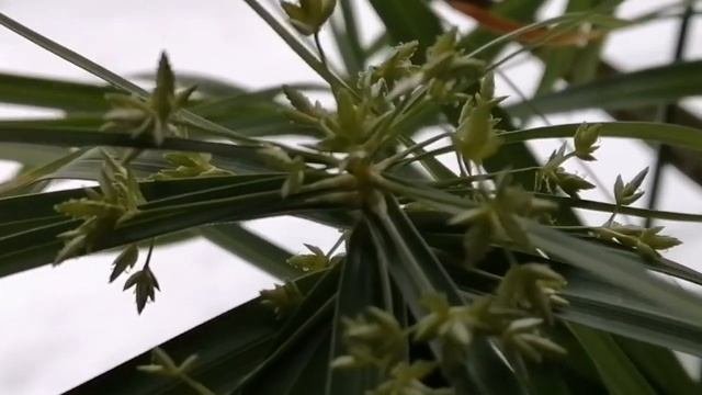 Расцвел цветок циперус/январь 2022!