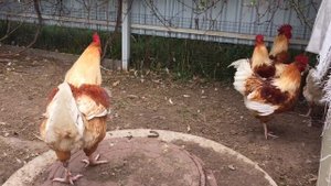 Цветной бройлер. От чего зависит вес?