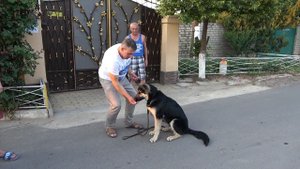 Знакомьтесь - Дангир! ЩЕНОК ВОСТОЧНОЕВРОПЕЙСКОЙ Овчарки 6,5 месяцев.