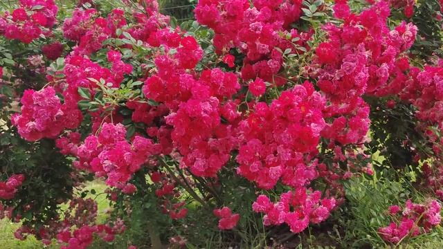 Rose super excelsa