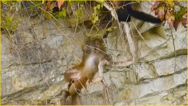 Deadliest Marten Attacks Ever Recorded !!