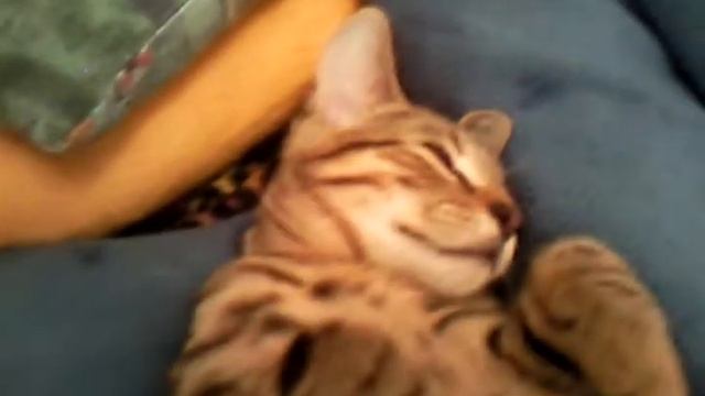 МОЙ КОТЭ!!!!!! КАК УПОКОИТЬ КОТА 2 смотреть онлайн