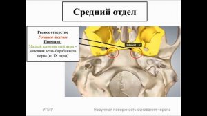 Наружная поверхность основания черепа