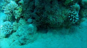 COLOBOMETRIDAE Морские лилии