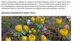 Весенник или эрантис Посадка и уход Виды с фото и описаниями
