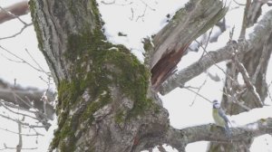 Какие птицы остаются зимовать