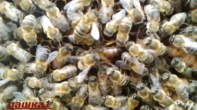 Пять причин почему ТЫ должен стать ПЧЕЛОВОДОМ.Вы знали что пчеловоды Долгожители смотреть онлайн