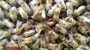 Пять причин почему ТЫ должен стать ПЧЕЛОВОДОМ.Вы знали что пчеловоды Долгожители