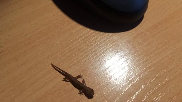 Как выглядит тритон смотреть онлайн