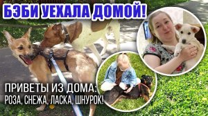 ❤️ БЭБИ уехала домой❗ Привет из дома от : Розы, Ласки, Шнурка и Снежки! Спасибо вам,  друзья