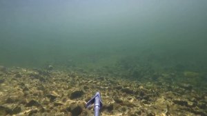 Подводная охота на Южном Урале. Прозрачность атас