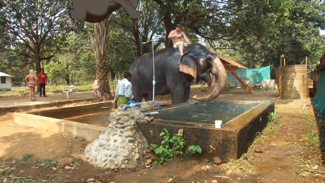 Индия. Штат ЮЖНЫЙ ГОА.Колва. 2013 год, февраль. Купание серого слона смотреть онлайн