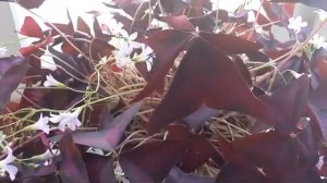 Оксалис ( лат.Oxalis triangularis ). Февральское цветение кислицы.  #комнатныецветы #кислица