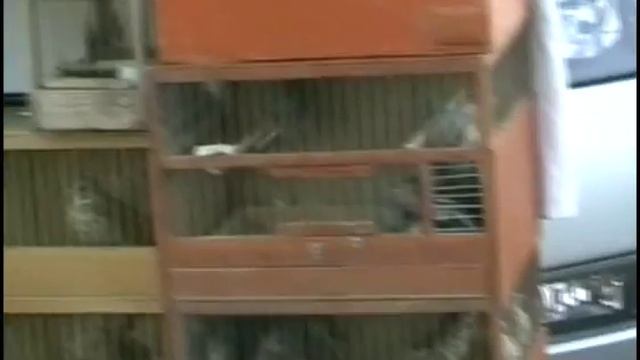 ЯРМАРКА ПТИЦ.АЛМАЗ.Ростов-на-Дону. (25.08.2013.) смотреть онлайн