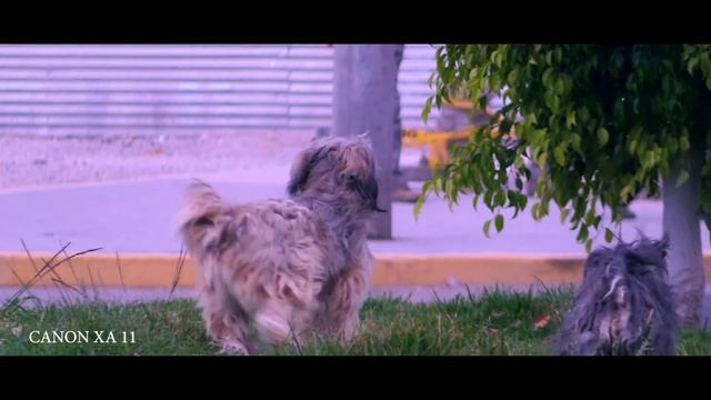 CANON XA 11 смотреть онлайн