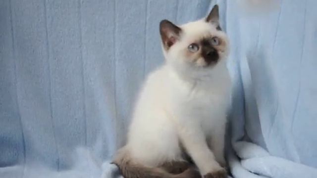 Британский котенок окраса шоколад поинт смотреть онлайн