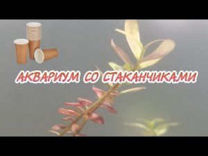 АКВАРИУМ СО СТАКАНЧИКАМИ ДЕСЯТЬ ДНЕЙ СПУСТЯ