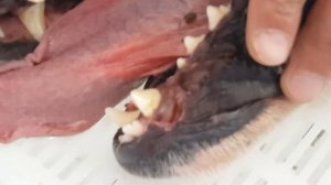 Лечение поломанного клыка у собаки