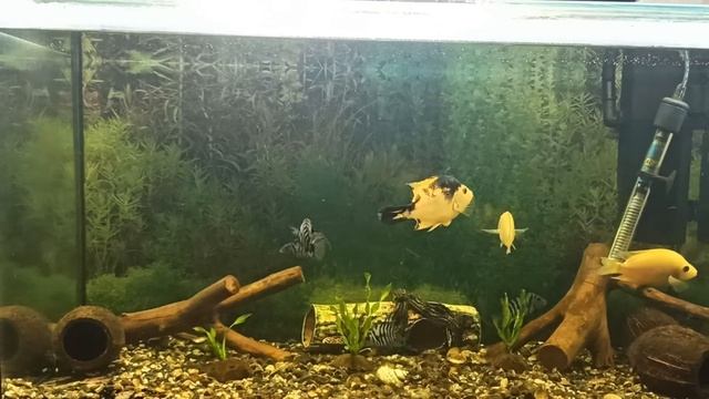 Кормление цихлид мясом. Кормление аквариумных рыб мясом смотреть онлайн