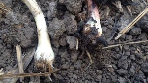 Чеснок без болезней и вредителей