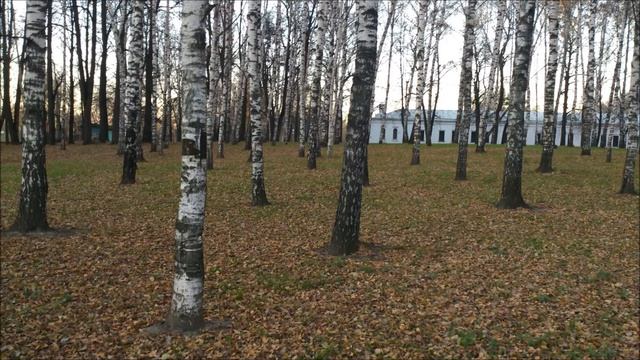Белые берёзки В Токарев смотреть онлайн