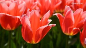 Знак Зодиака Женщина-Стрелец: Характеристика и Совместимость