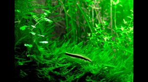 Аквариум ADA в стиле джунгли. Aquarium jungle style.