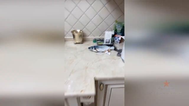 Кошка Ольги Орловой развлекается как может!