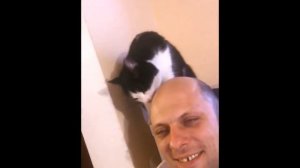 кот лижет голову и кайфует