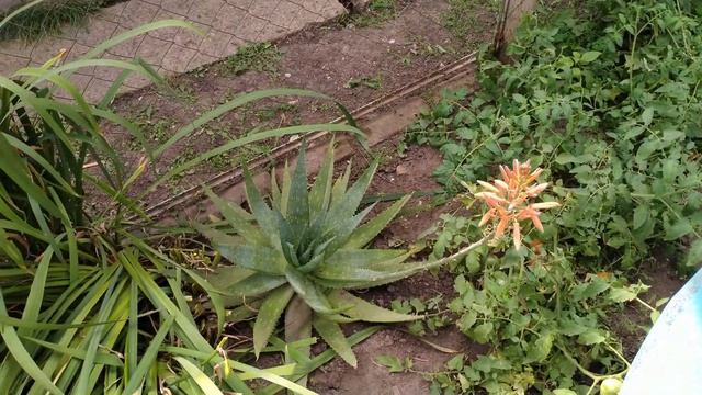 Цветущий комнатный цветок Алоэ вера или Алоэ настоящий (Aloe vera). Август 2022 смотреть онлайн