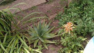 Цветущий комнатный цветок Алоэ вера или Алоэ настоящий (Aloe vera). Август 2022