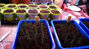 Как вырастить крепкую рассаду лука Порея.