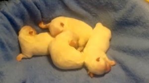 Мальтезе щенки новорожденные