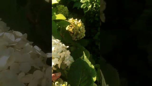 Гортензия "Полярный медведь" (маточник)