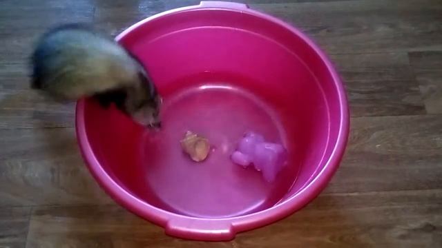 Хорек на рыбалке смотреть онлайн