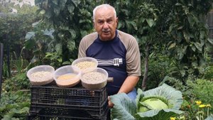 Сидераты: что такое, когда сеять и зачем нужно