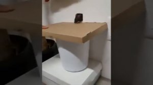 Как поймать мышь с помощью змеи
