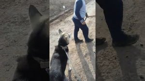 Стая бродячих собак напала на собаку/гуляли с собакой и напоролись на стаю бродячих собак