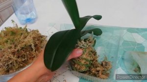 ПЕРЕСАДКА азиатской ОРХИДЕИ в МОХ . Быстро и просто!!!)