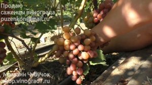 Виноград Зоряна- селекции Гречко, ранний с мускатиком, участок Пузенко Натальи Лариасовны